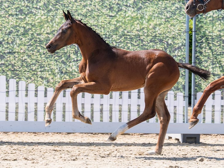 Westfaal Merrie Veulen (06/2026) Donkerbruin in Mnster-Handorf