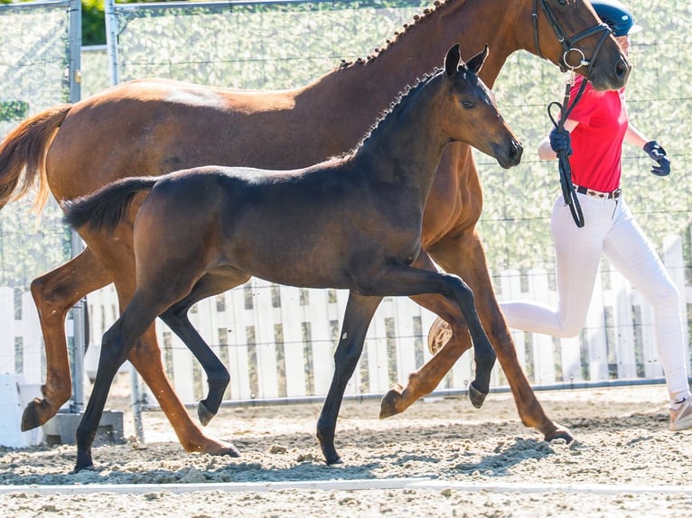 Westfaal Merrie Veulen (05/2026) Donkerbruin in Mnster-Handorf