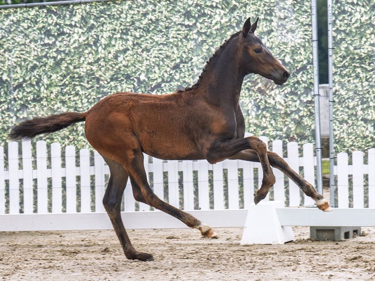 Westfaal Merrie  Donkerbruin in M&#xFC;nster Handorf