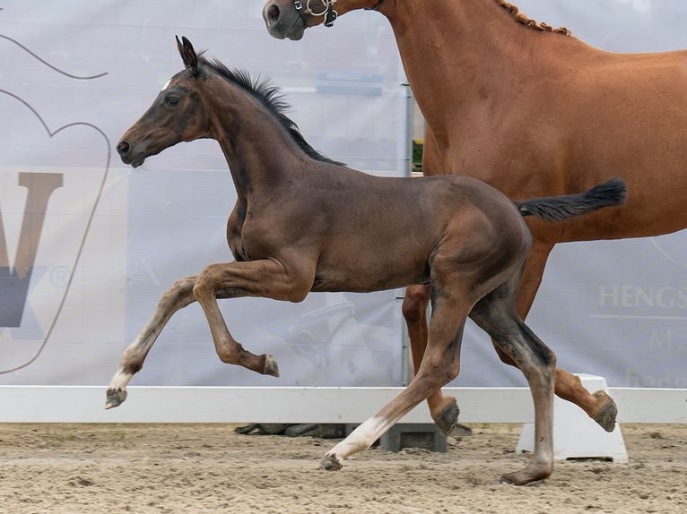 Westfaal Merrie veulen (06/2024) Donkerbruin in Münster-Handorf