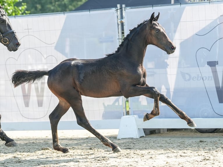 Westfaal Merrie veulen (04/2024) Donkerbruin in Münster-Handorf