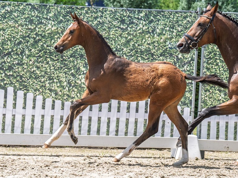 Westfaal Merrie  Donkerbruin in M&#xFC;nster Handorf