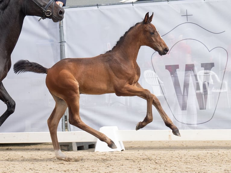 Westfaal Merrie veulen (06/2024) Donkerbruin in Münster-Handorf