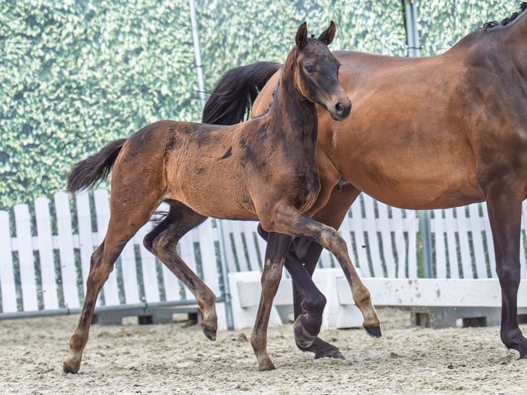 Westfaal Merrie  Donkerbruin in M&#xFC;nster Handorf