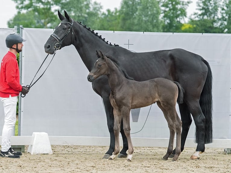 Westfaal Merrie veulen (05/2024) Donkerbruin in Münster-Handorf