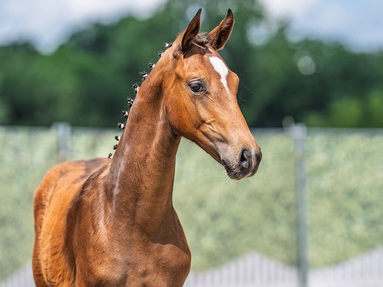 Westfaal Merrie  Donkerbruin in M&#xFC;nster Handorf