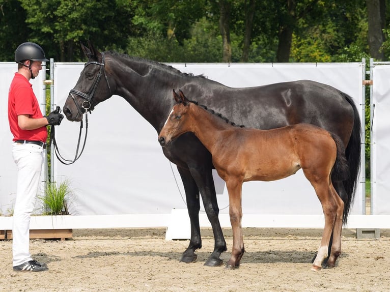 Westfaal Merrie veulen (06/2024) Donkerbruin in Münster-Handorf