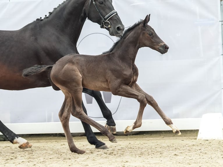 Westfaal Merrie veulen (05/2024) Donkerbruin in Münster-Handorf