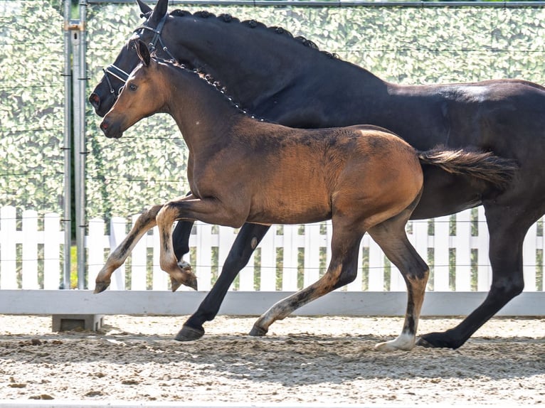 Westfaal Merrie  Donkerbruin in M&#xFC;nster Handorf