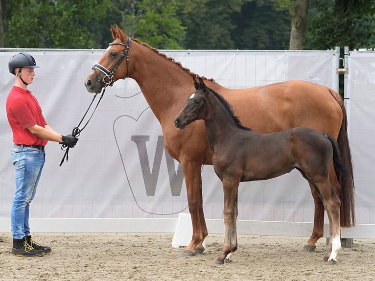 Westfaal Merrie veulen (06/2024) Donkerbruin in Münster-Handorf