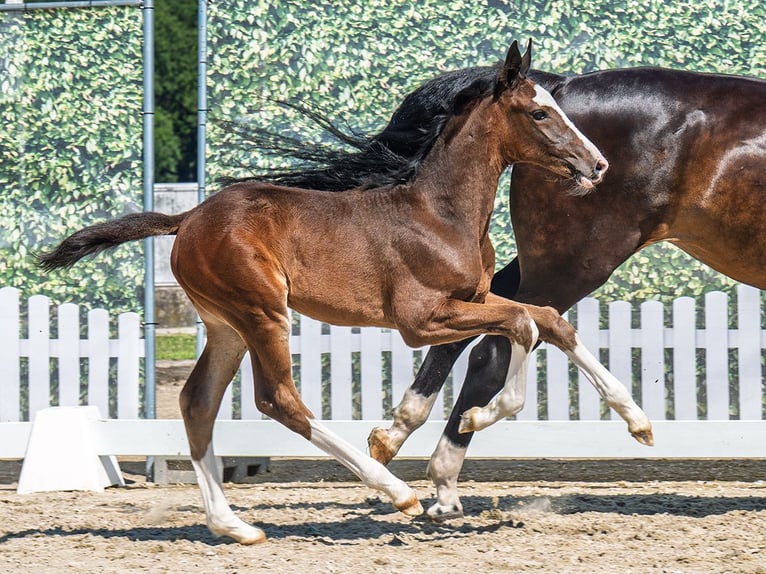 Westfaal Merrie  Donkerbruin in M&#xFC;nster Handorf
