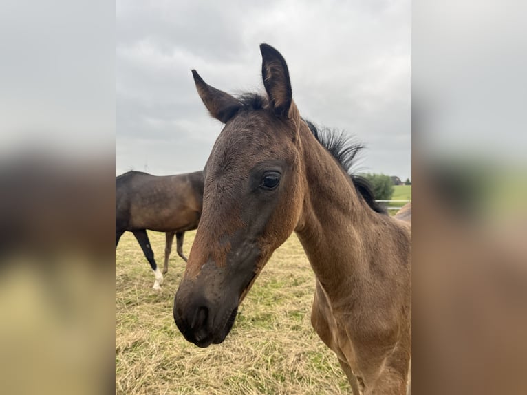 Westfaal Merrie Veulen (04/2025) Donkerbruin in Oelde