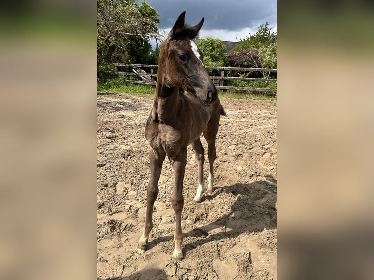 Westfaal Merrie  Donkerbruin in OeldeOelde