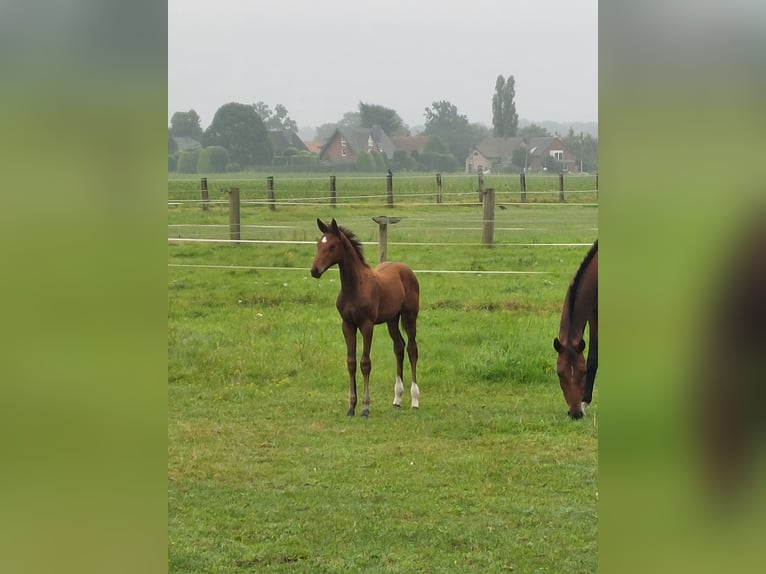 Westfaal Merrie  Donkerbruin in Schermbeck