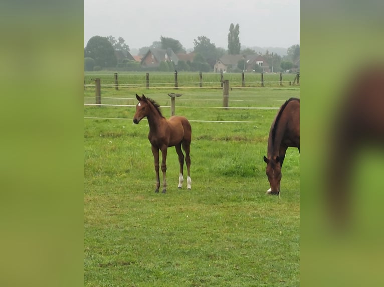 Westfaal Merrie  Donkerbruin in Schermbeck