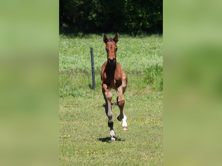 Westfaal Merrie Veulen (05/2025) Donkerbruin in Wesel