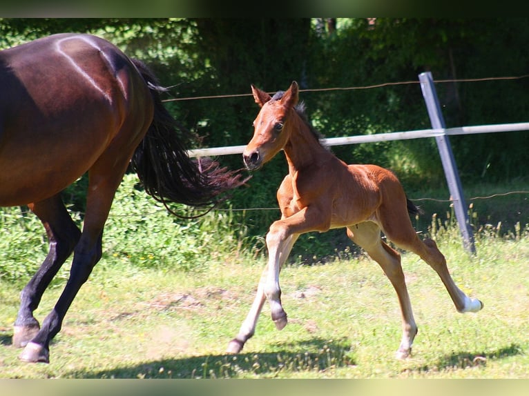 Westfaal Merrie Veulen (05/2025) Donkerbruin in Wesel