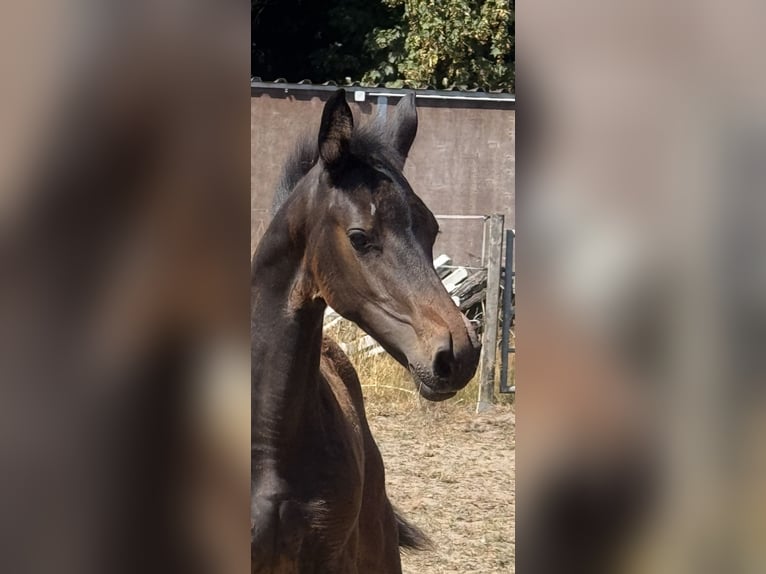 Westfaal Merrie Veulen (05/2026) Donkerbruin in Wesel