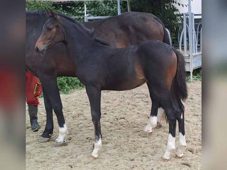 Westfaal Merrie veulen (06/2024) Donkerbruin in Borchen