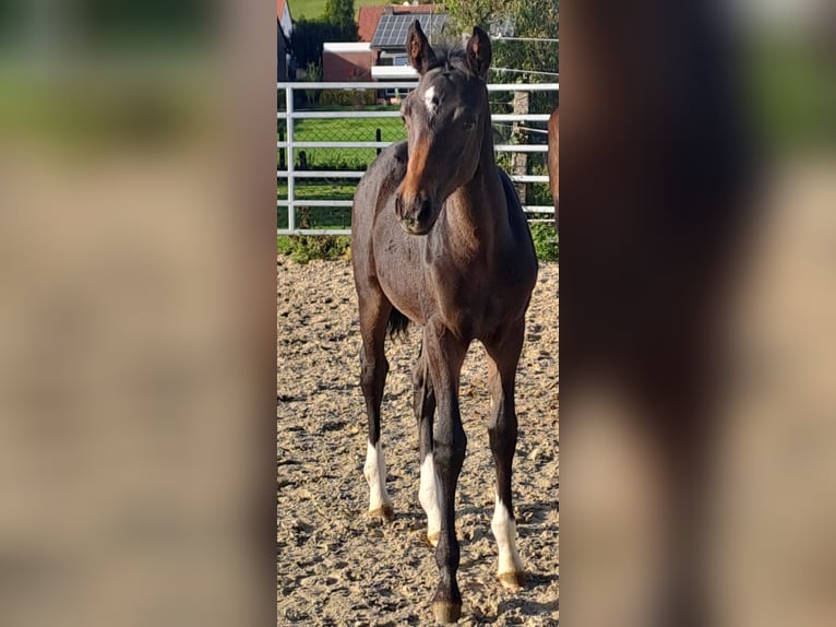 Westfaal Merrie veulen (06/2024) Donkerbruin in Borchen