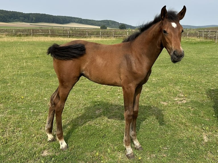 Westfaal Merrie Veulen (05/2025) Donkerbruin in Warburg