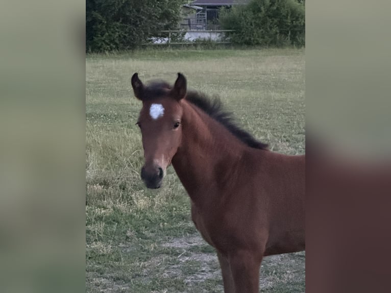 Westfaal Merrie Veulen (05/2025) Donkerbruin in Warburg
