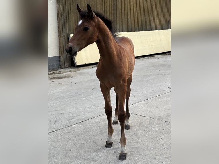 Westfaal Merrie Veulen (05/2025) Donkerbruin in Warburg