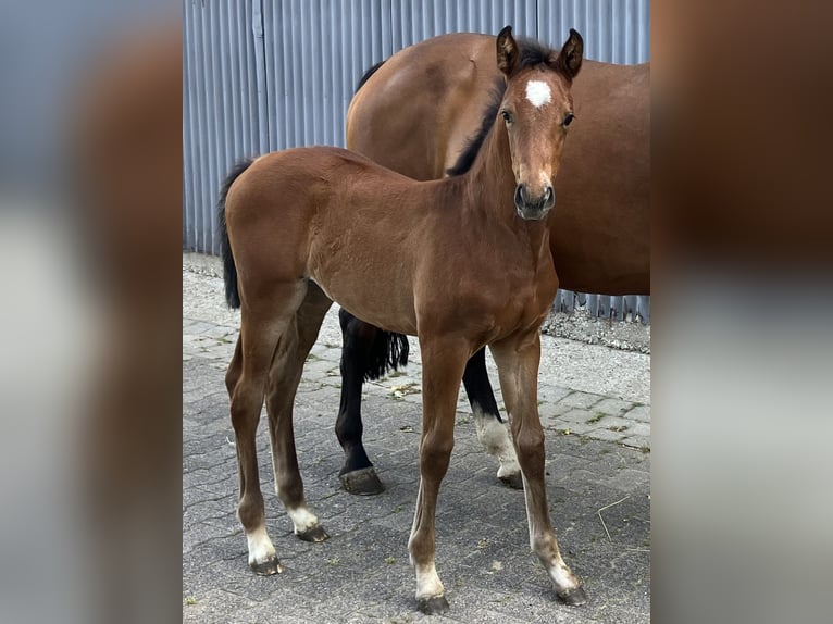 Westfaal Merrie Veulen (05/2025) Donkerbruin in Warburg