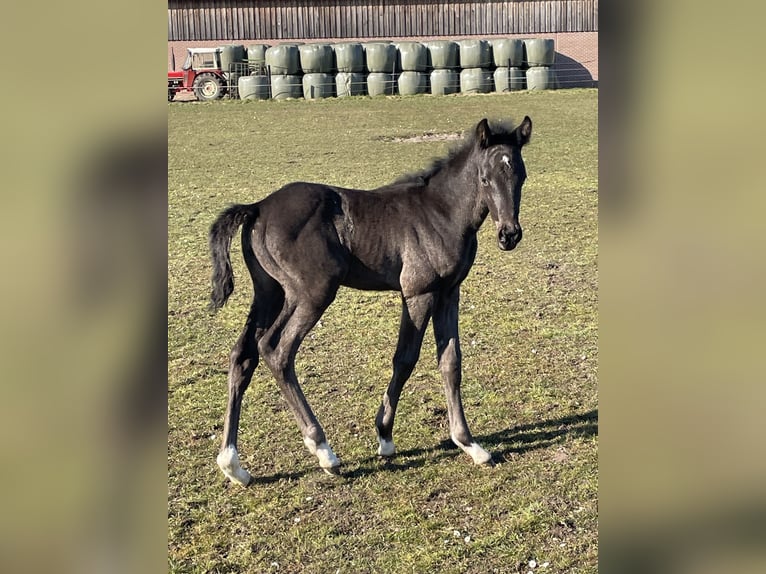 Westfaal Merrie  Donkerbruin in Emsdetten