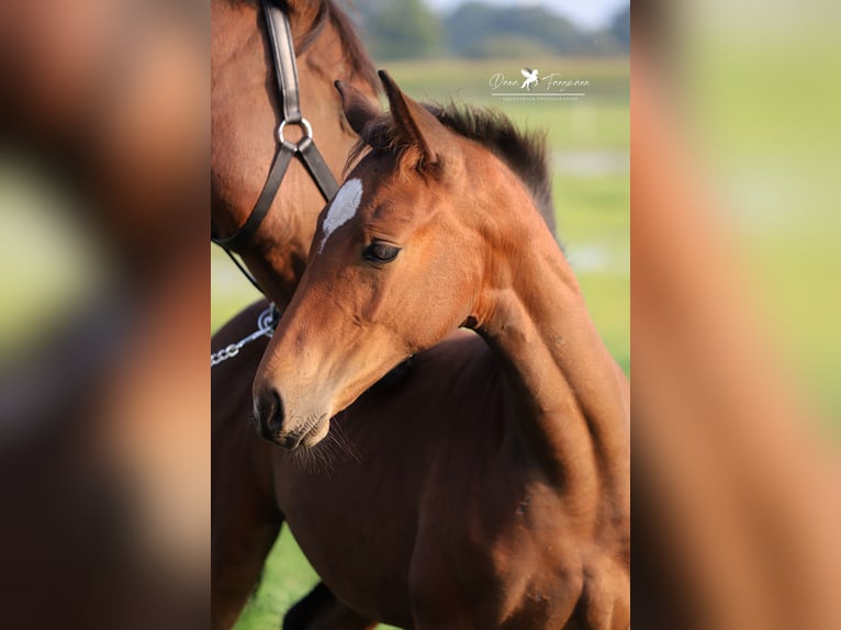 Westfaal Merrie veulen (06/2024) Donkerbruin in Neuenkirchen-Vörden