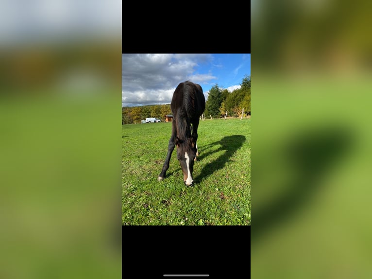 Westfaal Merrie Veulen (05/2025) Donkerbruin in NetphenNetphen