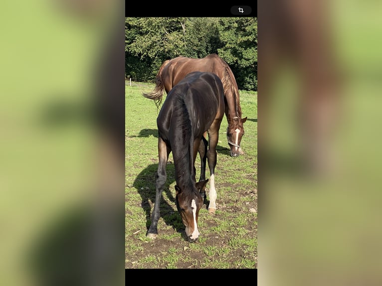 Westfaal Merrie Veulen (05/2025) Donkerbruin in NetphenNetphen