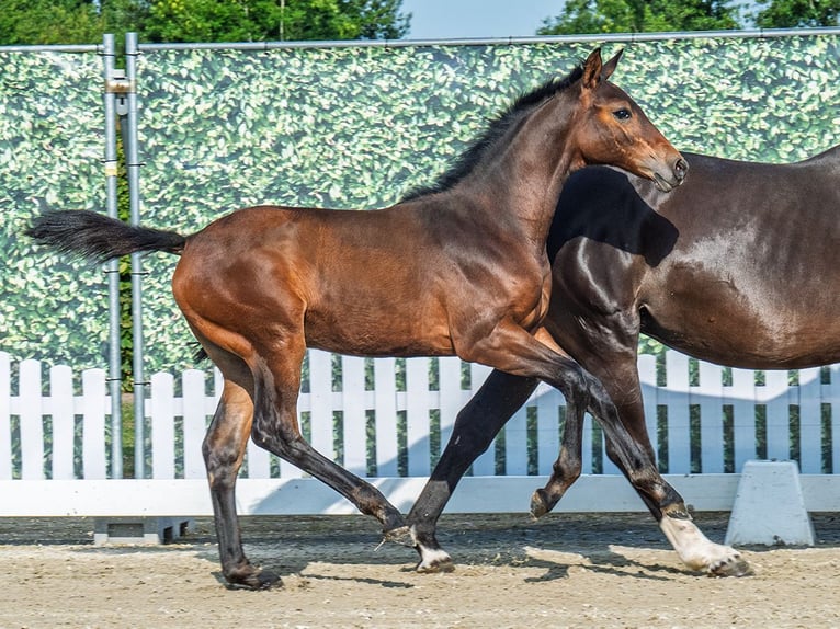 Westfaal Merrie  Donkerbruin in M&#xFC;nster Handorf