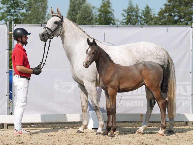 Westfaal Merrie veulen (06/2024) Donkerbruin in Münster-Handorf