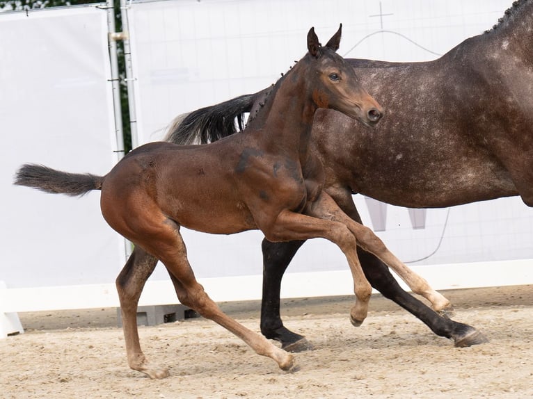 Westfaal Merrie veulen (06/2024) Donkerbruin in Münster-Handorf