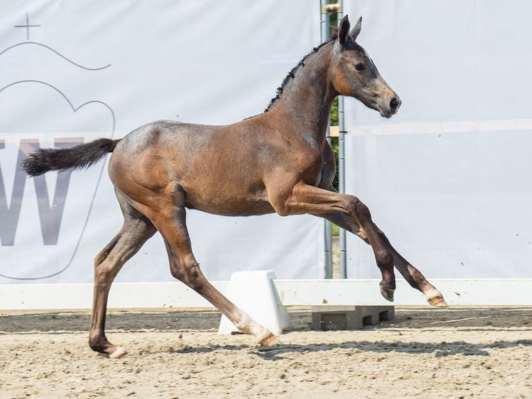 Westfaal Merrie veulen (06/2024) Donkerbruin in Münster-Handorf