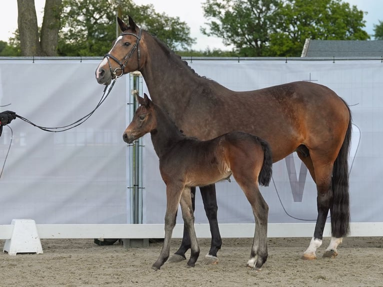 Westfaal Merrie veulen (05/2024) Donkerbruin in Münster-Handorf