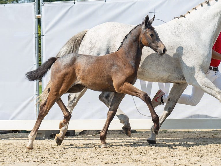 Westfaal Merrie veulen (06/2024) Donkerbruin in Münster-Handorf