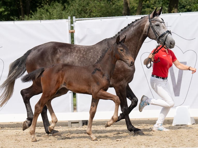 Westfaal Merrie veulen (06/2024) Donkerbruin in Münster-Handorf