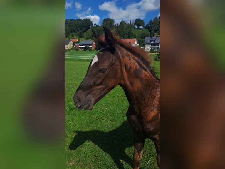 Westfaal Merrie  Donkere-vos in Borchen