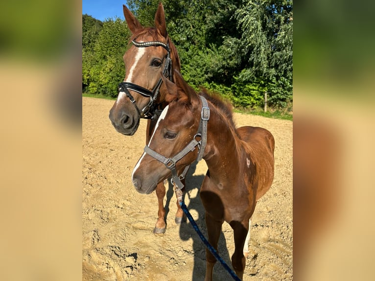 Westfaal Merrie veulen (05/2024) Donkere-vos in Bielefeld