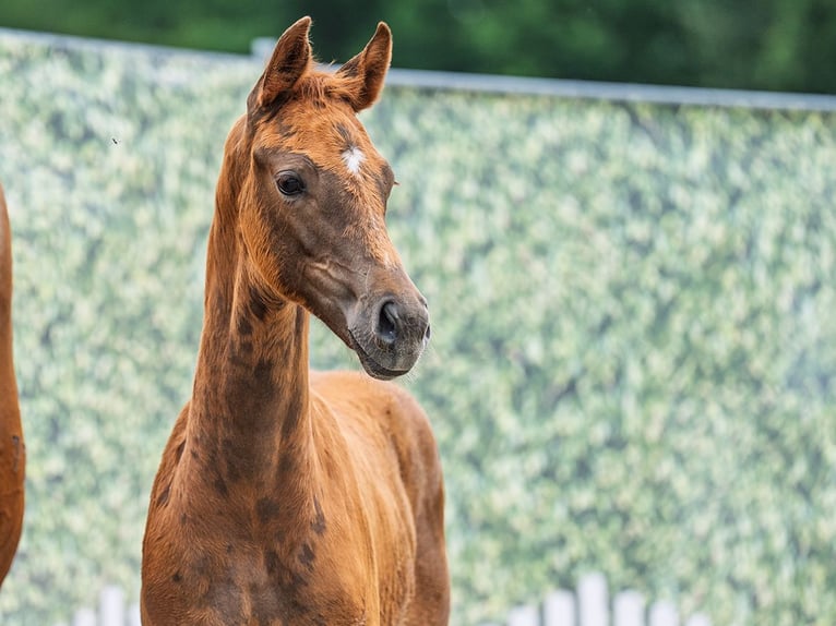 Westfaal Merrie  Donkere-vos in M&#xFC;nster Handorf