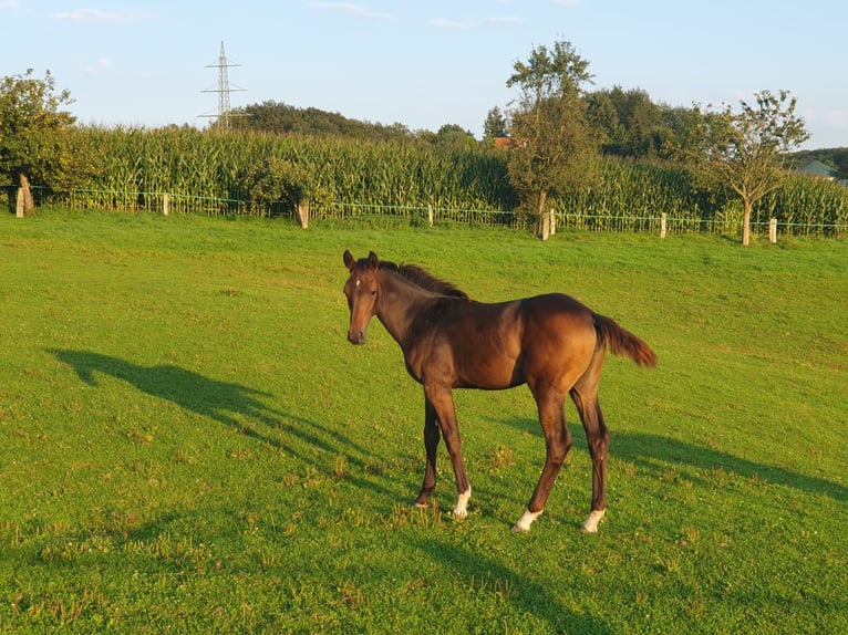 Westfaal Merrie veulen (03/2024) Donkere-vos in Melle