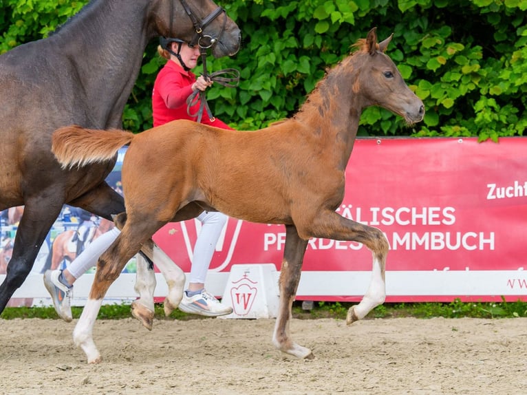 Westfaal Merrie Veulen (04/2026) Donkere-vos in Mnster-Handorf