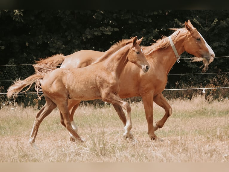 Westfaal Merrie  in Greven