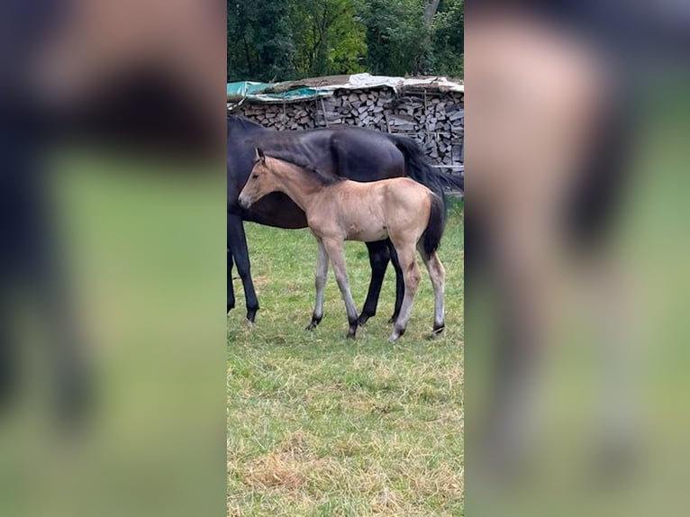 Westfaal Merrie Veulen (04/2026)  in Recklinghausen
