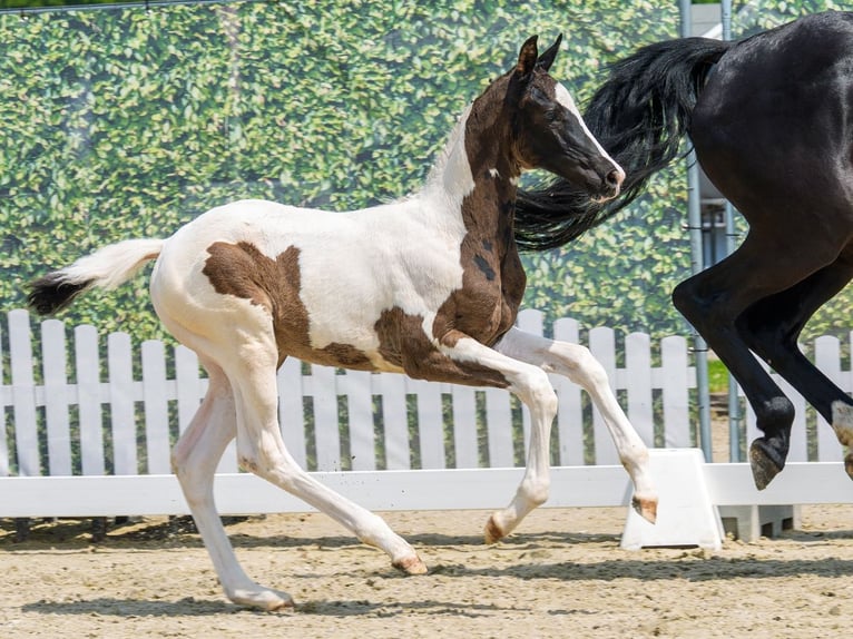 Westfaal Merrie Veulen (04/2026) Gevlekt-paard in Mnster-Handorf