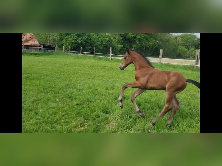 Westfaal Merrie  kan schimmel zijn in Oelde