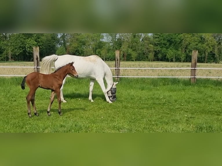 Westfaal Merrie  kan schimmel zijn in Oelde