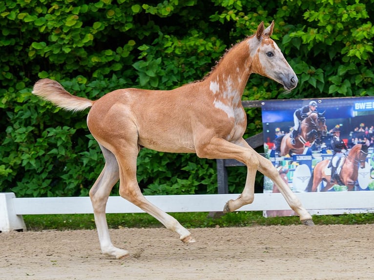 Westfaal Merrie Veulen (04/2026) kan schimmel zijn in Hagen